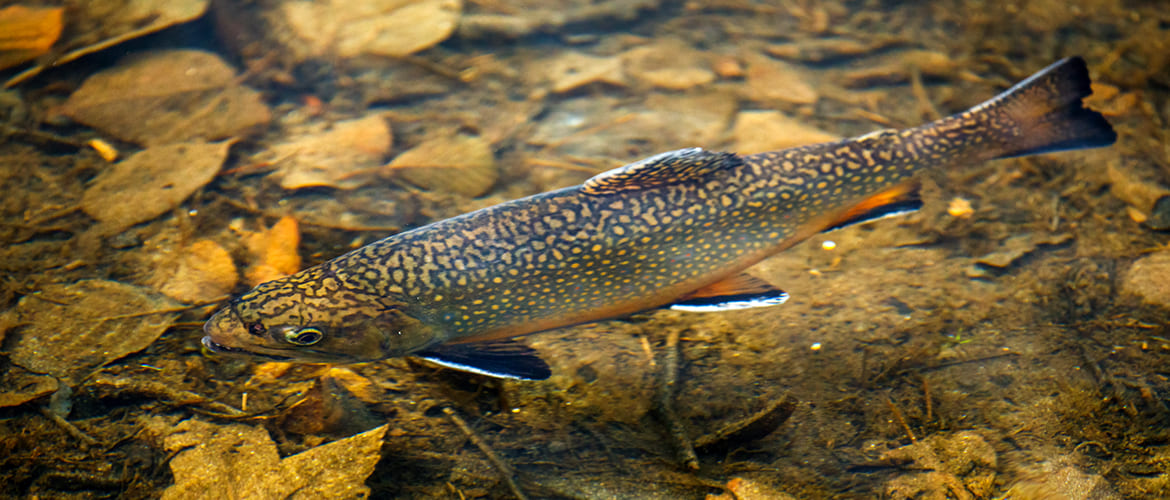 À propos de Aquaculture l'indigène