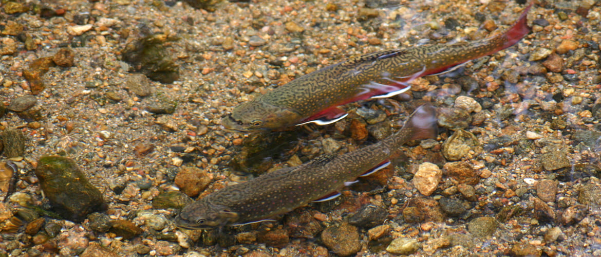 Aquaculture l'indigène les espèces cultivées.