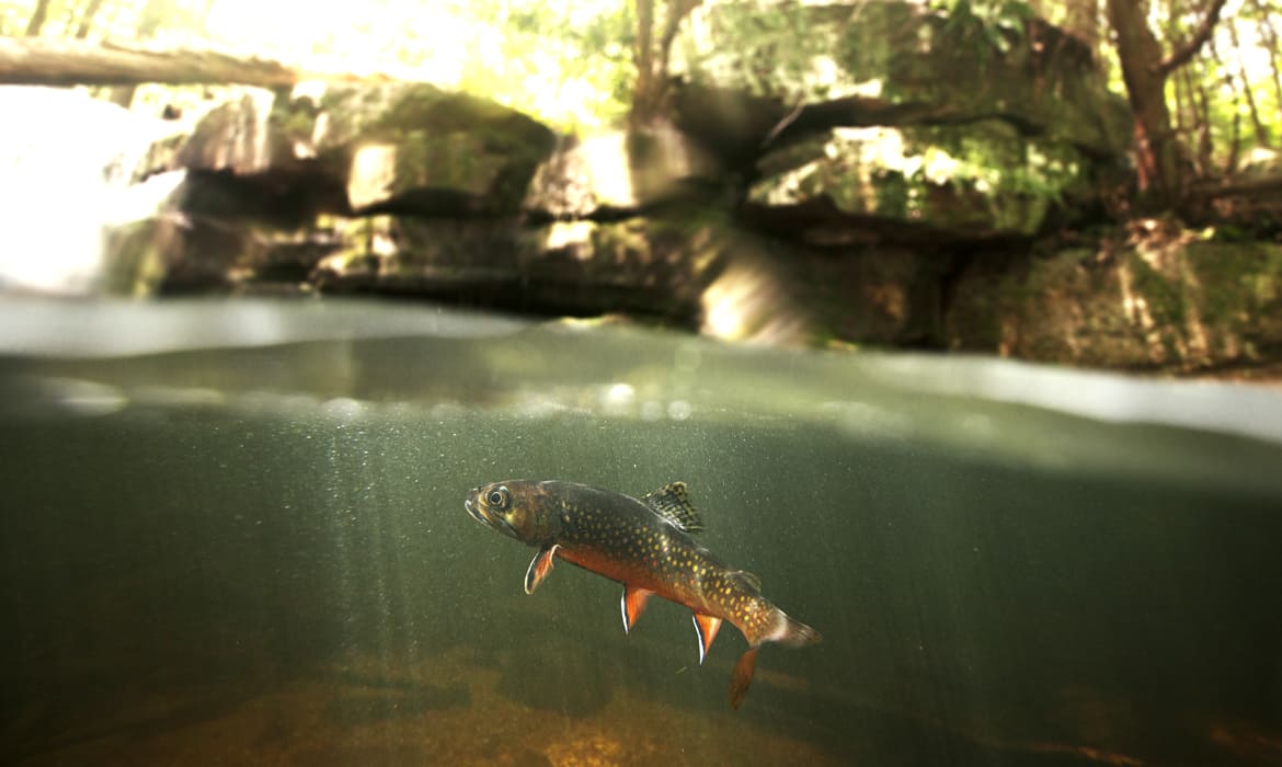 Habitat idéal