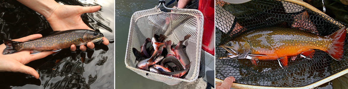 Aquaculture l'indigène