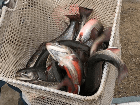 Aquaculture l'Indigène livraison de tonnes de truites